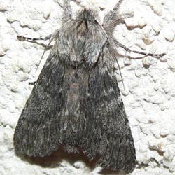 Dicranura ulmi Dicranura ulmi